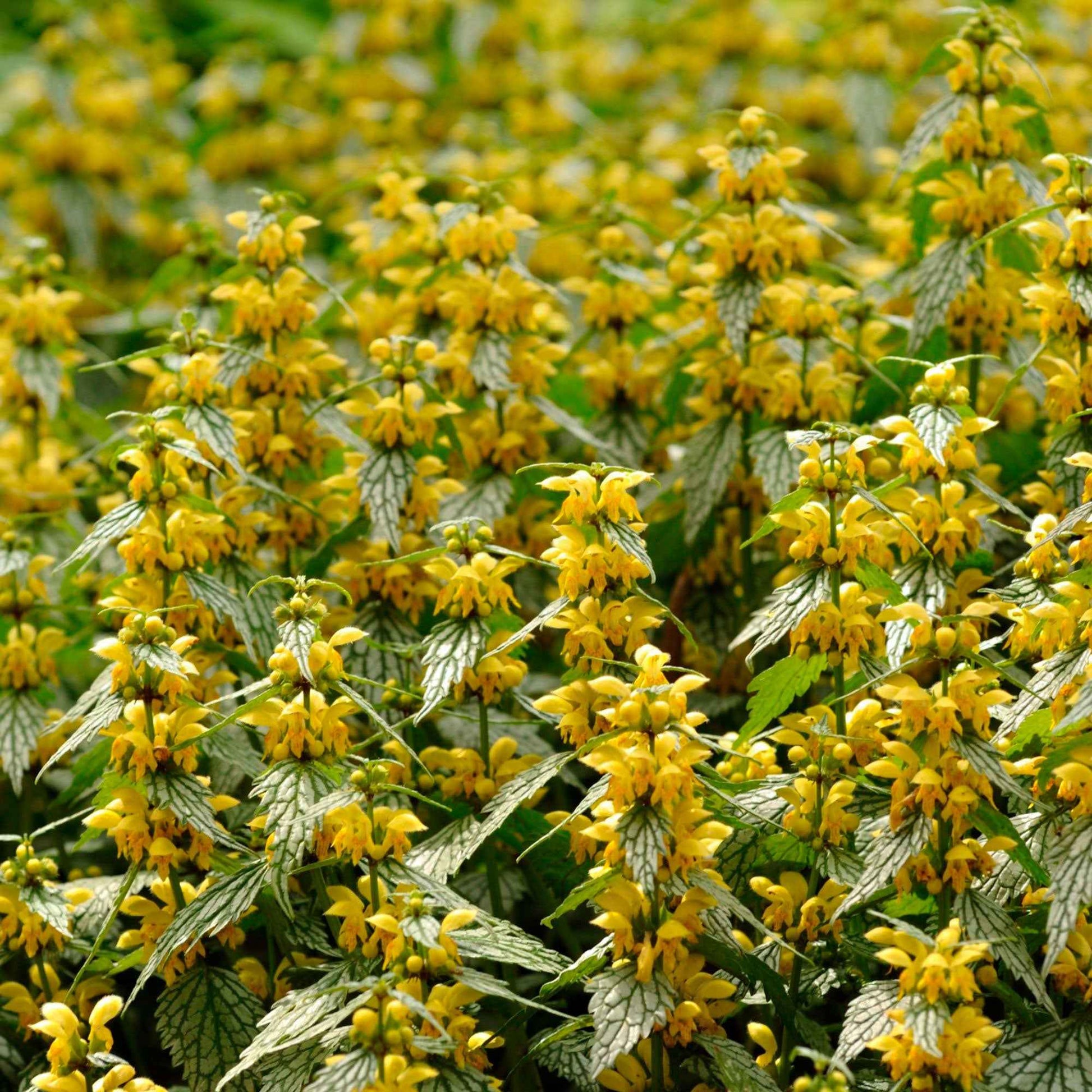 Goldnessel Lamiastrum galeobdolon gelb biologisch – Winterhart - Alle Gartenstauden
