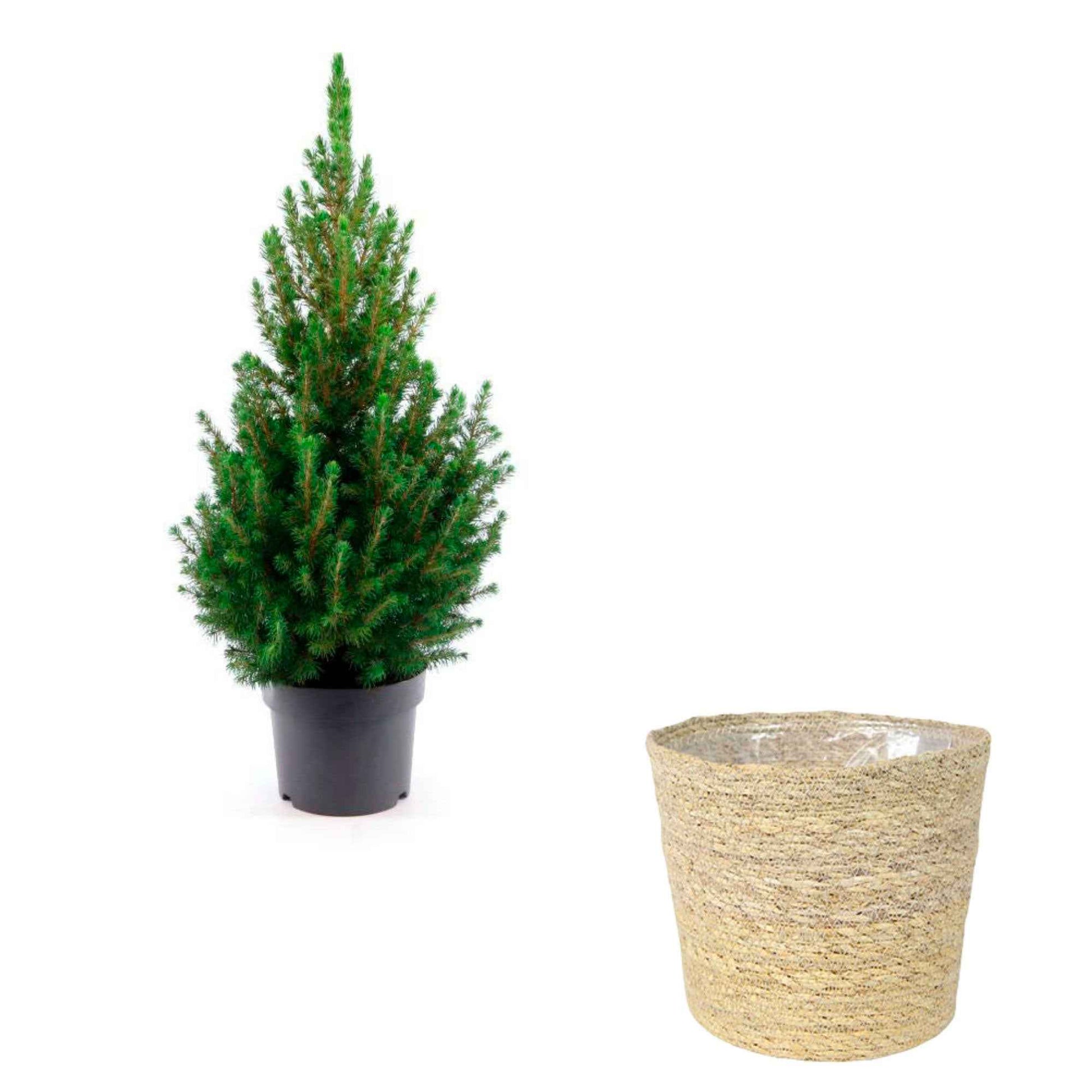 Picea glauca, grün inkl. Korb, cremefarben  - Mini Weihnachtsbaum - Bäume und Hecken