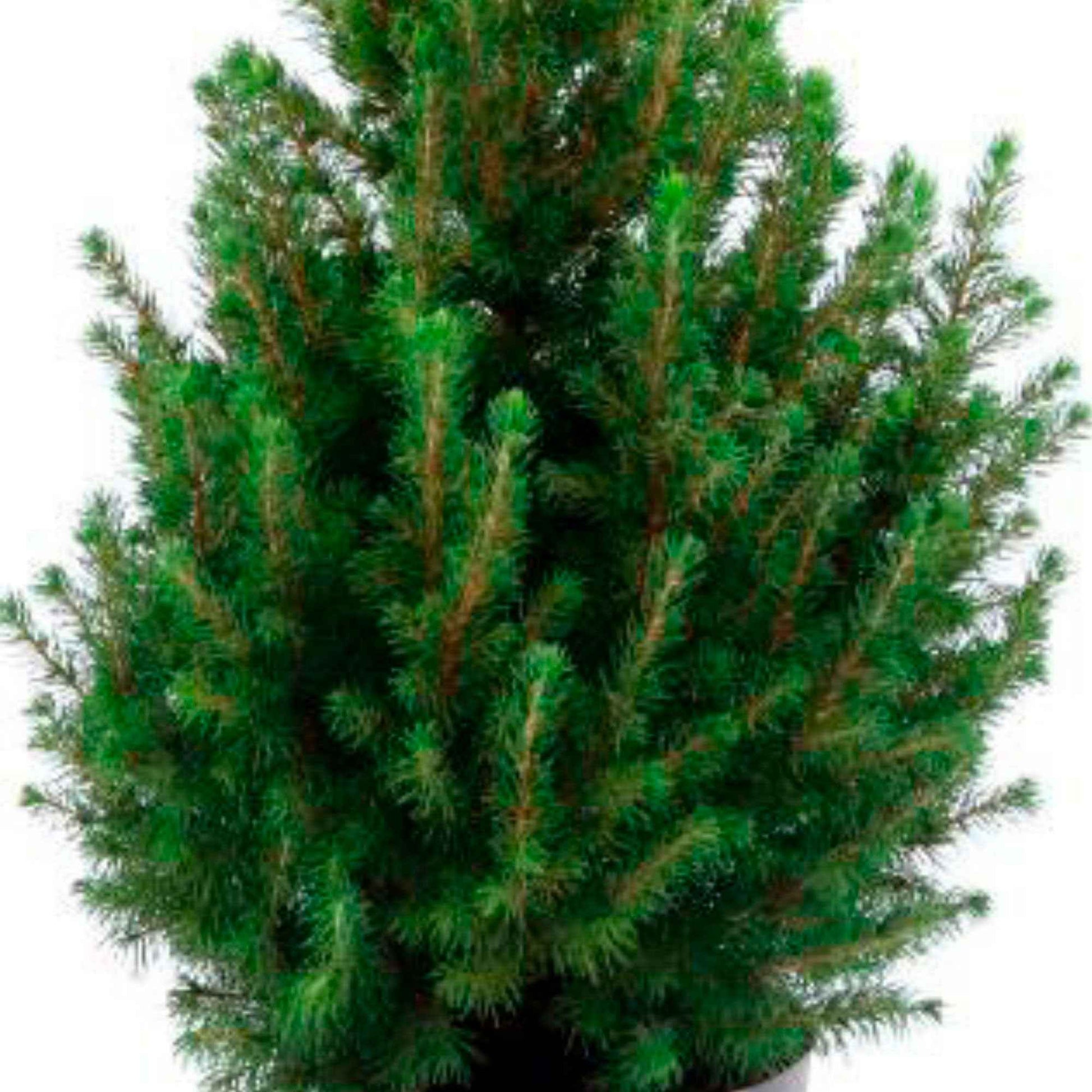 Picea glauca, grün inkl. Korb, cremefarben  - Mini Weihnachtsbaum - Alle Bäume und Hecken