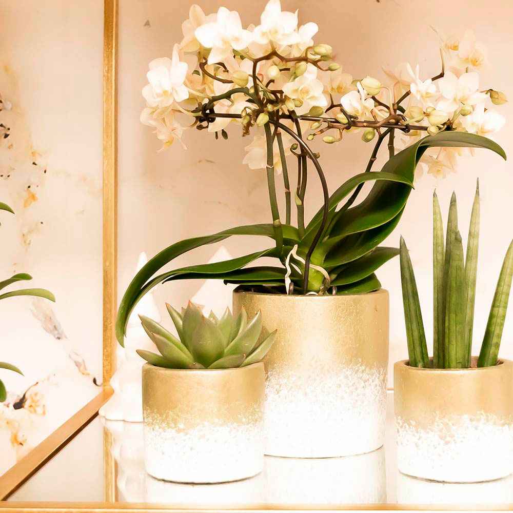 1x Orchidee Phalaenopsis +1x Succulent Crassula, weiß-grün, inkl. Ziertöpfe, gold - Blühende Zimmerpflanzen