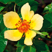 3x Rosen Rosa 'Ducat Mella'® Gelb  - Wurzelnackte Pflanzen - Winterhart - Pflanzensorten