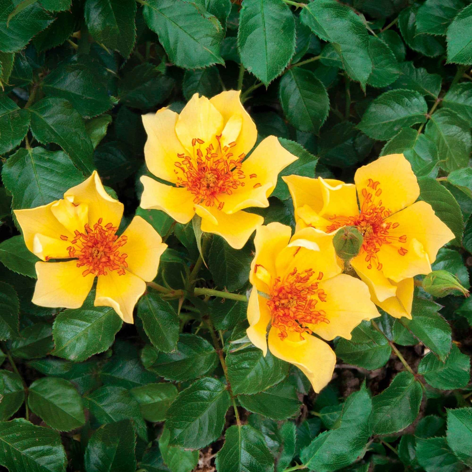 3x Rosen Rosa 'Ducat Mella'® Gelb  - Wurzelnackte Pflanzen - Winterhart - Gartenpflanzen