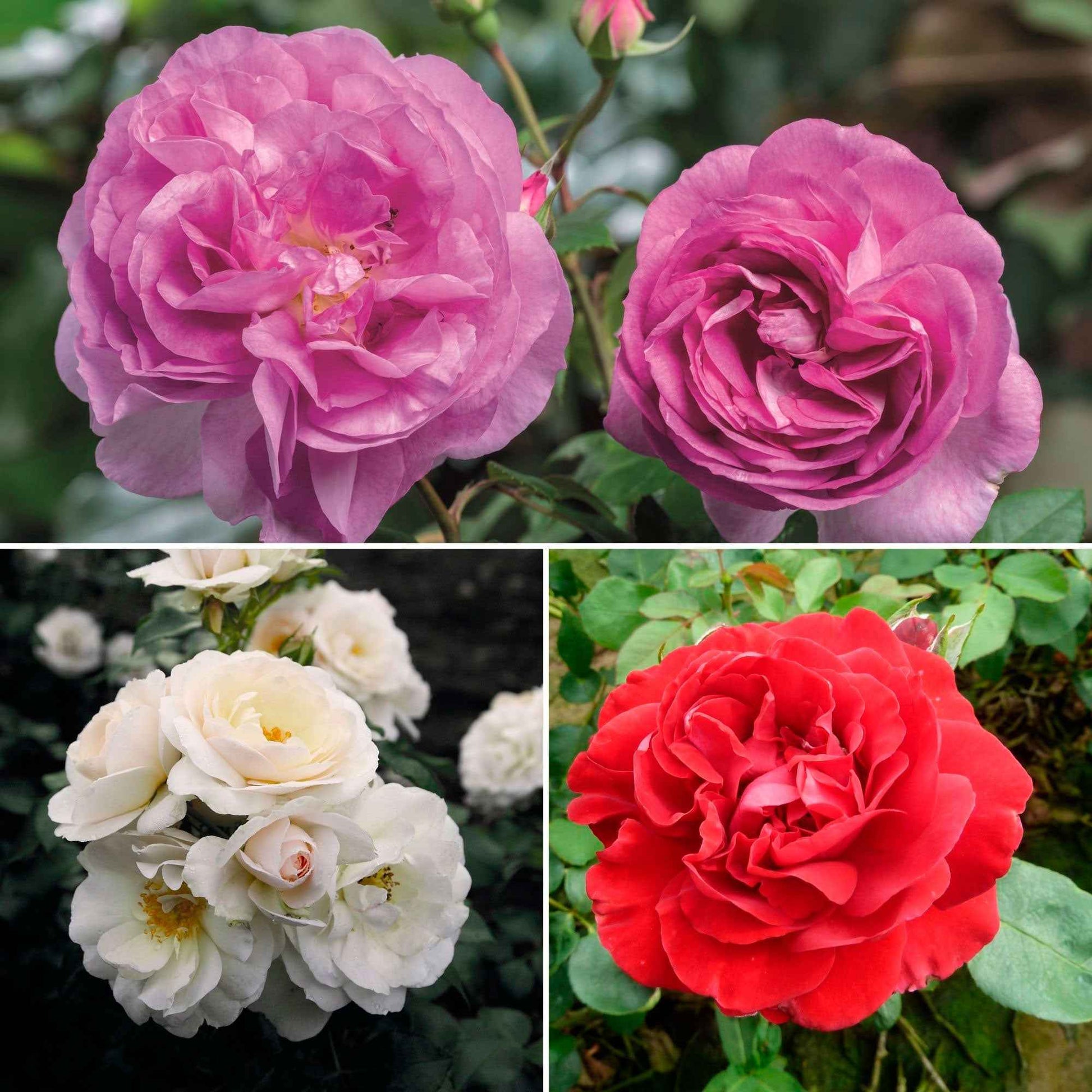 3x Büschelrose Rosa – Mix 'Stark Duftend' Orange-Lila-Weiß  - Wurzelnackte Pflanzen - Winterhart - Gartenpflanzen