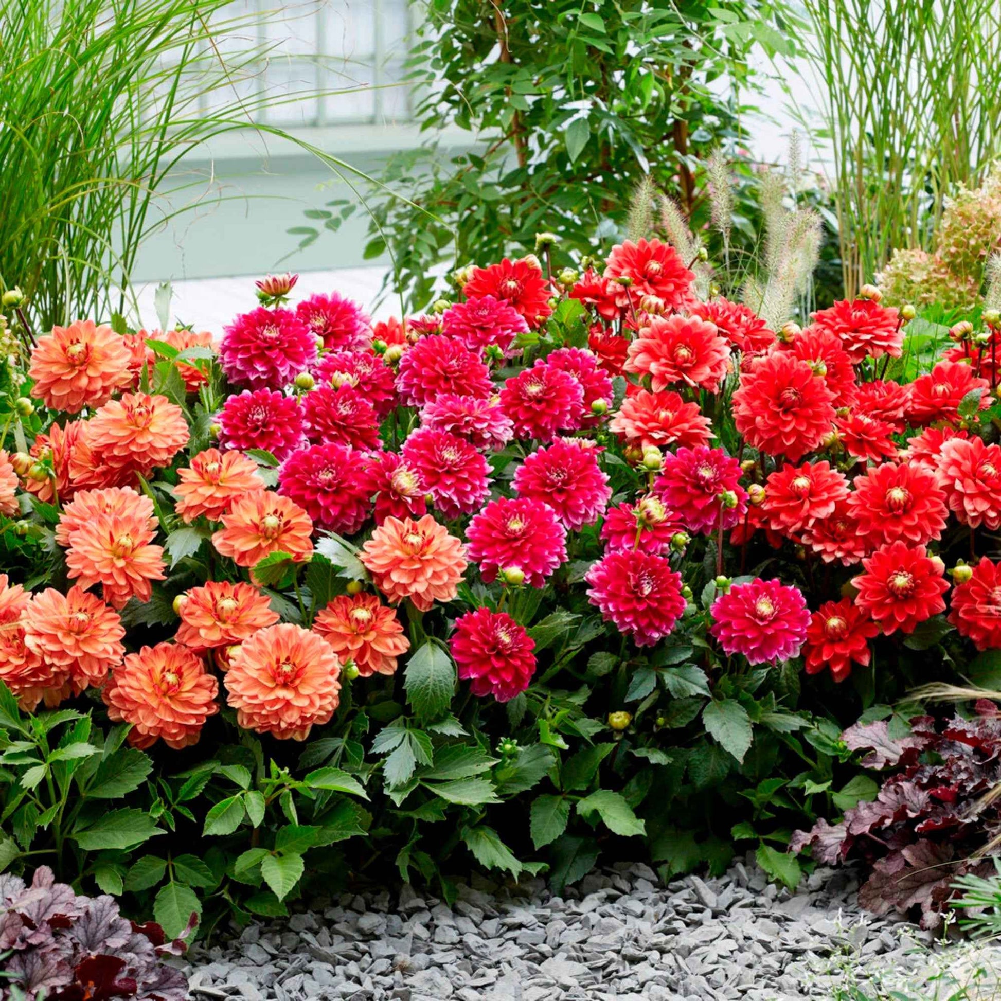 Dahlien Top-Mischung Orange-Rot-Rosa - Alle beliebten Blumenzwiebeln