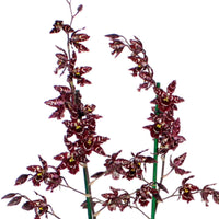 Orchidee Cambria Odontoglossum 'Stirbic' Lila-Weiß - Nach Trends