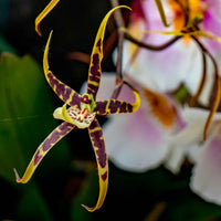 Orchidee Brassia x bratonia 'Toscane' Gelb-Braun - Nicht giftige Zimmerpflanzen