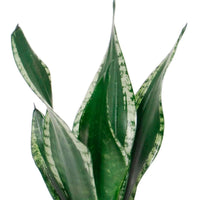 Bogenhanf Sansevieria 'Grey Stripe' - Bio - Beliebte grüne Zimmerpflanzen