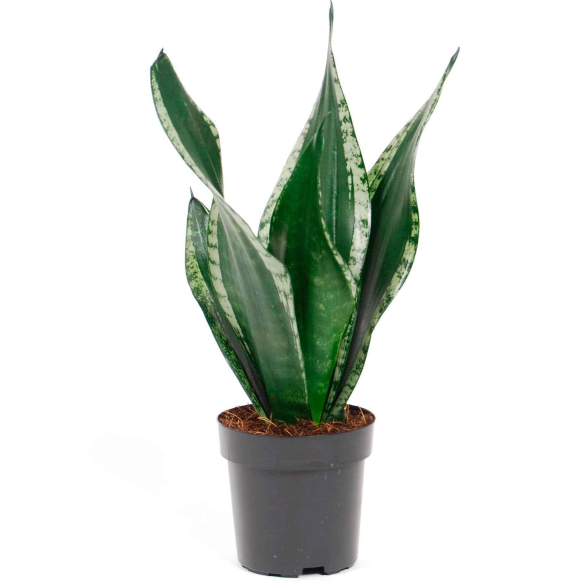 Bogenhanf Sansevieria Grey Stripe - Bio - 1x Lieferhöhe 40-60 cm, Topfgröße Durchmesser 12 cm - Beliebte grüne Zimmerpflanzen - undefined