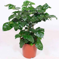 Radermachera hainanensis - Grüne Zimmerpflanzen