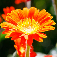 Gerbera  'Garvinea' Orange - Garten Neuheiten