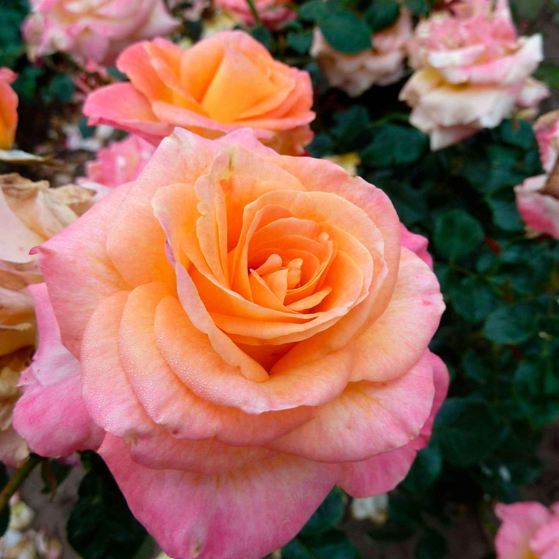 3x großblütige Rose Rosa 'Britannia'® Rosa-Gelb  - Wurzelnackte Pflanzen - Winterhart - Garten Neuheiten