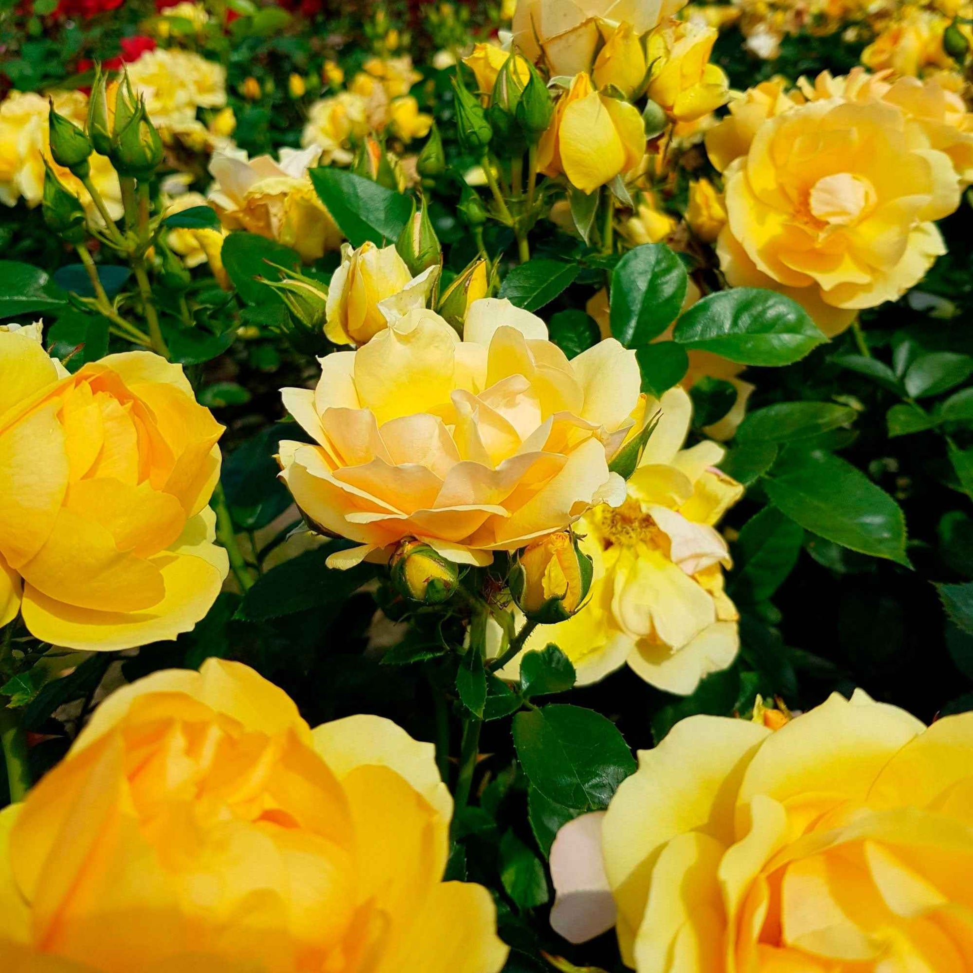3x Rose  Rosa 'Hansestadt Rostock'® Gelb  - Wurzelnackte Pflanzen - Winterhart - Garten Neuheiten