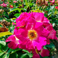 3x Rosen Roos Rosa 'Weg der Sinne'® Rot  - Wurzelnackte Pflanzen - Winterhart - Bodendeckende Rosen