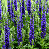 Ehrenpreis Veronica 'Ulster Dwarf Blue' Blau - Winterhart - Bienen- und schmetterlingsfreundliche Pflanzen