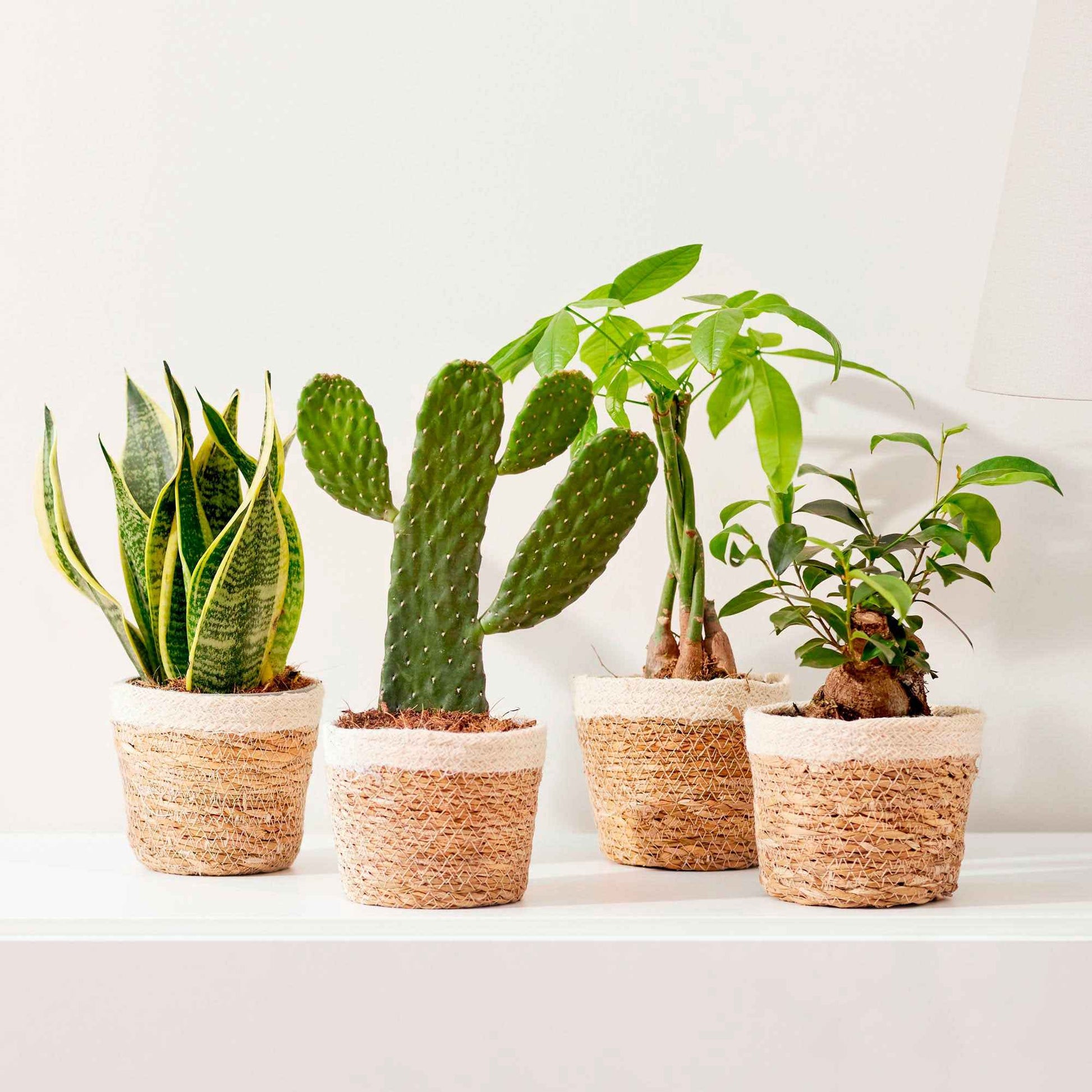 4 Zimmerpflanzen 'Asia Mix' Grün inkl. Dekotopf - Grüne Zimmerpflanzen