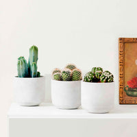 3x  Kaktus 'Spiky Beauties'  Mischung - Alle pflegeleichten Zimmerpflanzen