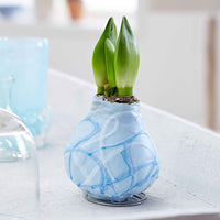 Wachsamaryllis 'Monet' blau - Alle beliebten Blumenzwiebeln