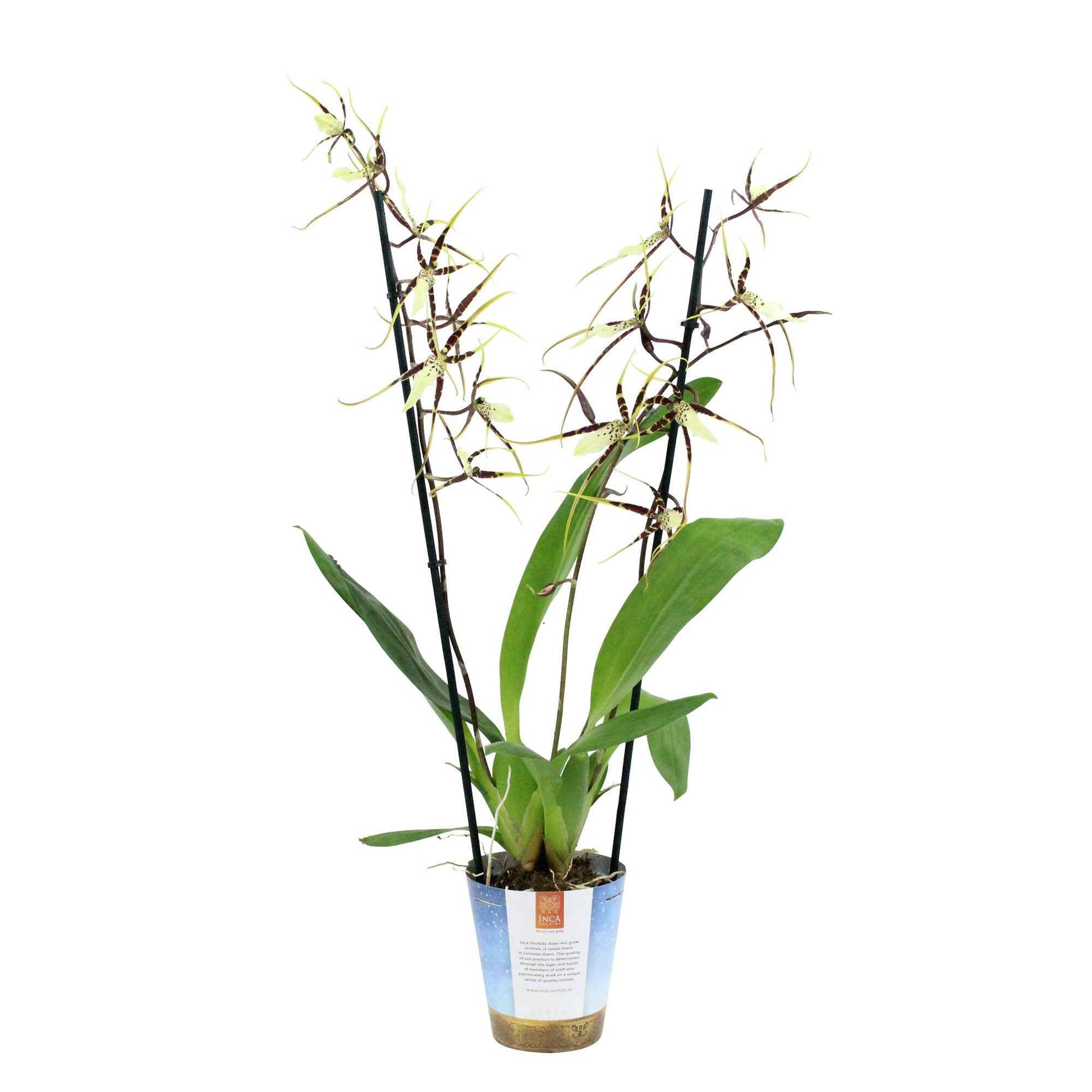 Orchidee Brassia x bratonia 'Toscane' Gelb-Braun - Schmetterlingsorchidee - Phaeleanopsis