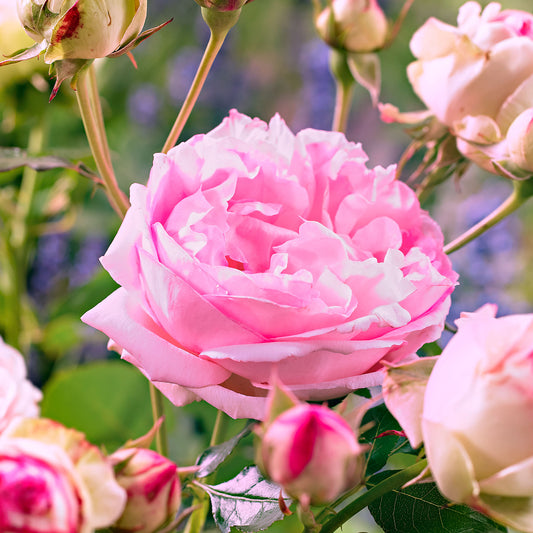 Büschelrose Rosa floribunda 'Leonardo da Vinci' rosa - Wurzelnackte Pflanzen - Winterhart - Gartenpflanzen