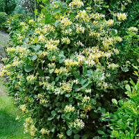 Maibeere Lonicera Halliana gelb-weiβ - Gartenpflanzen