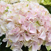 Bauernhortensie Hydrangea Elegant Rose Rosa - Winterhart - Blühende Sträucher