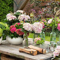 Bauernhortensie Hydrangea Elegant Rose Rosa - Winterhart - Blühende Gartenpflanzen