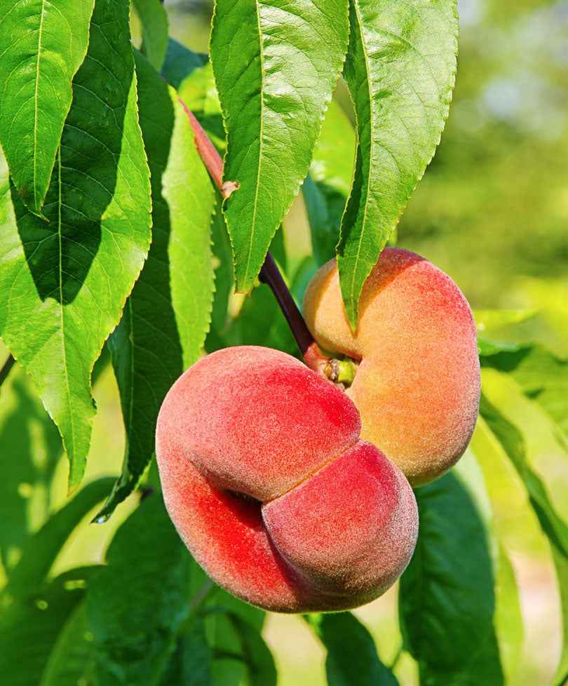 Wilder Pfirsichbaum Prunus ‘Donut‘ - Winterhart - Bäume und Hecken
