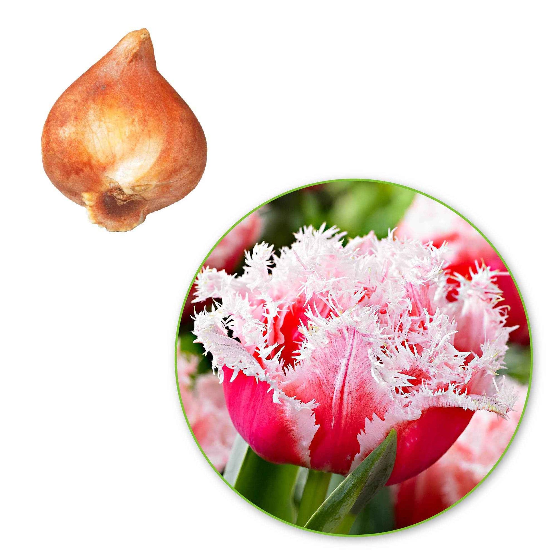 Tulpen Queensland 'Queensland' Rosa-Weiß - Alle Blumenzwiebeln