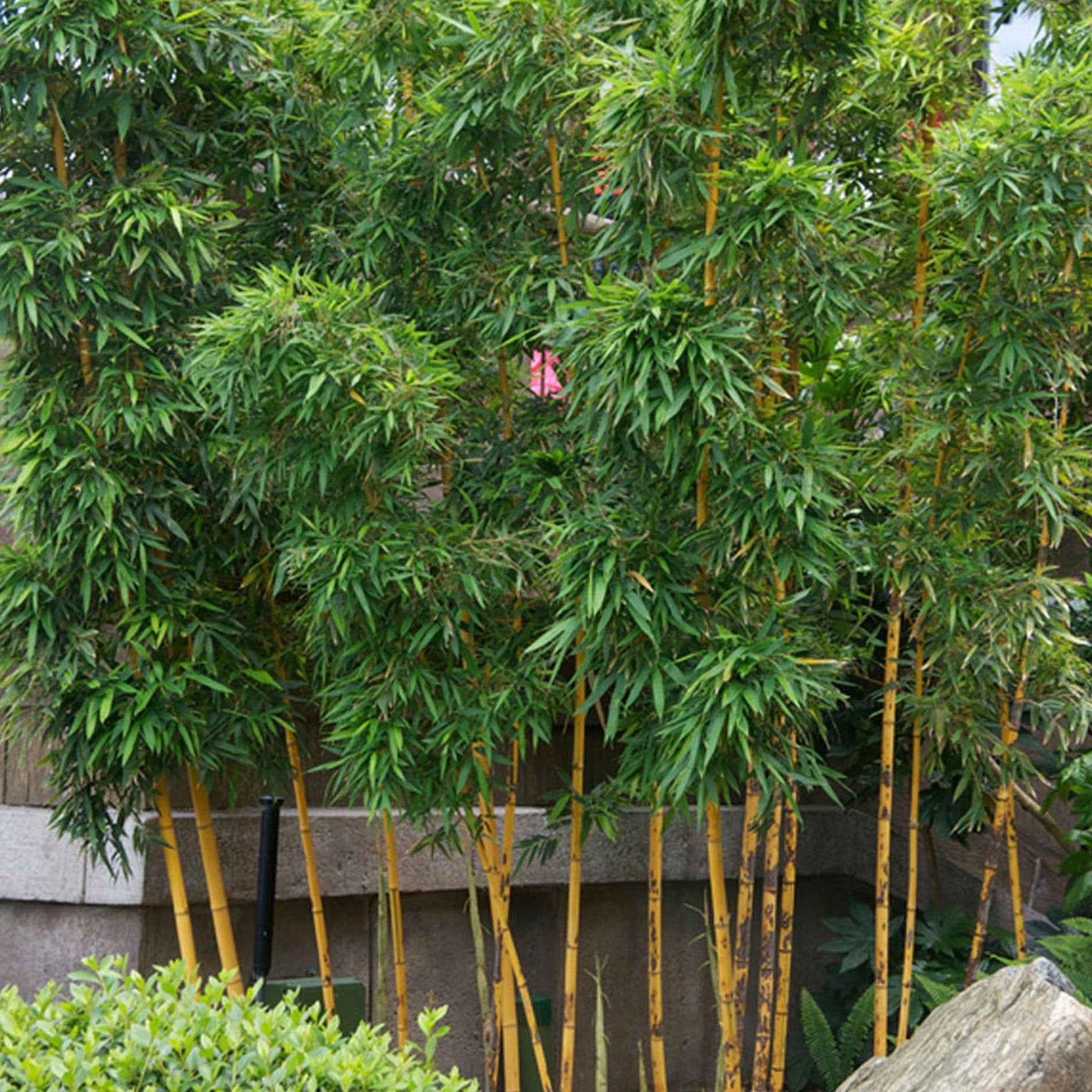 Bambus Phyllostachys gelb-grün - Winterhart - Alle Bambusarten