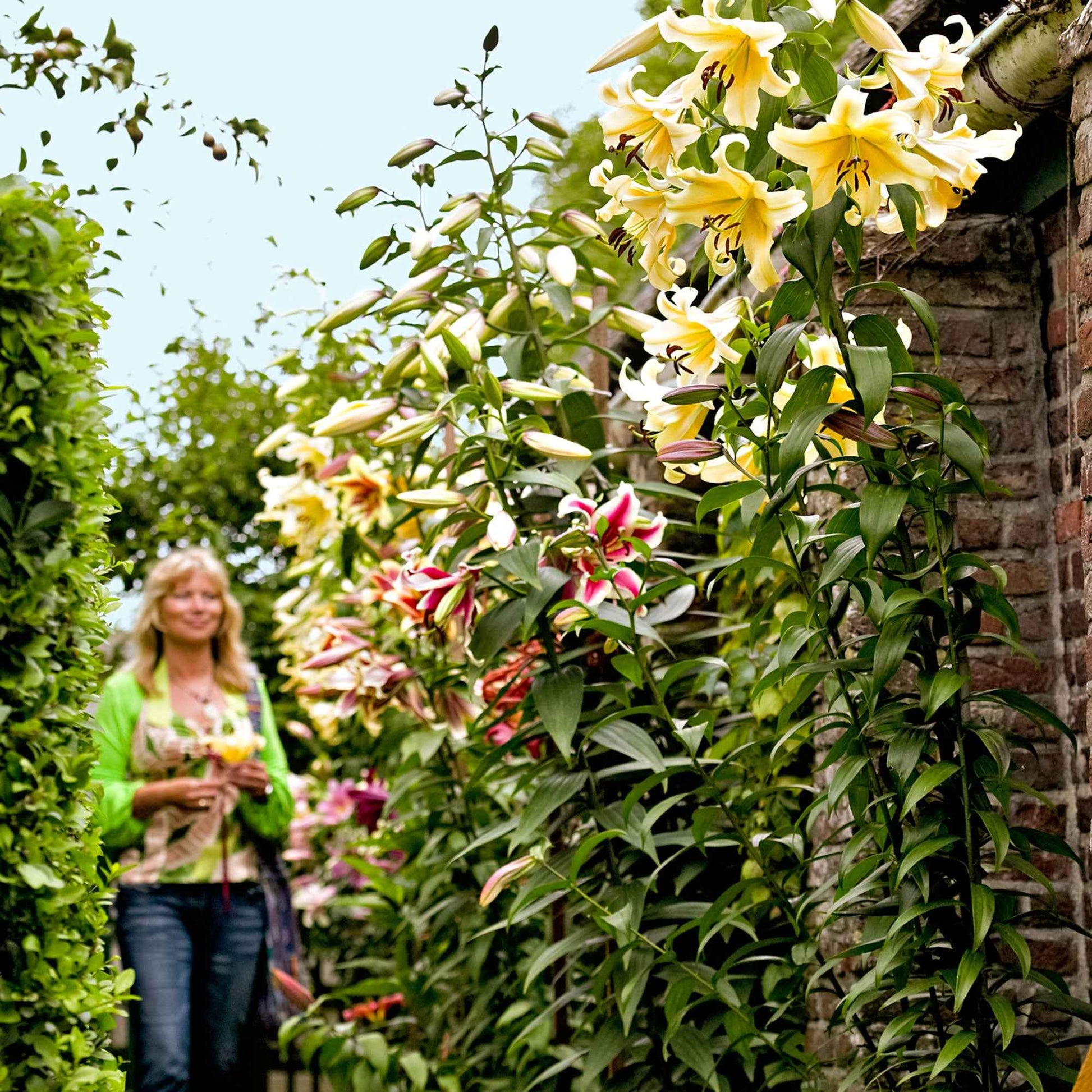5x Lilie Lilium - Mischung 'Sky High' - Alle beliebten Blumenzwiebeln
