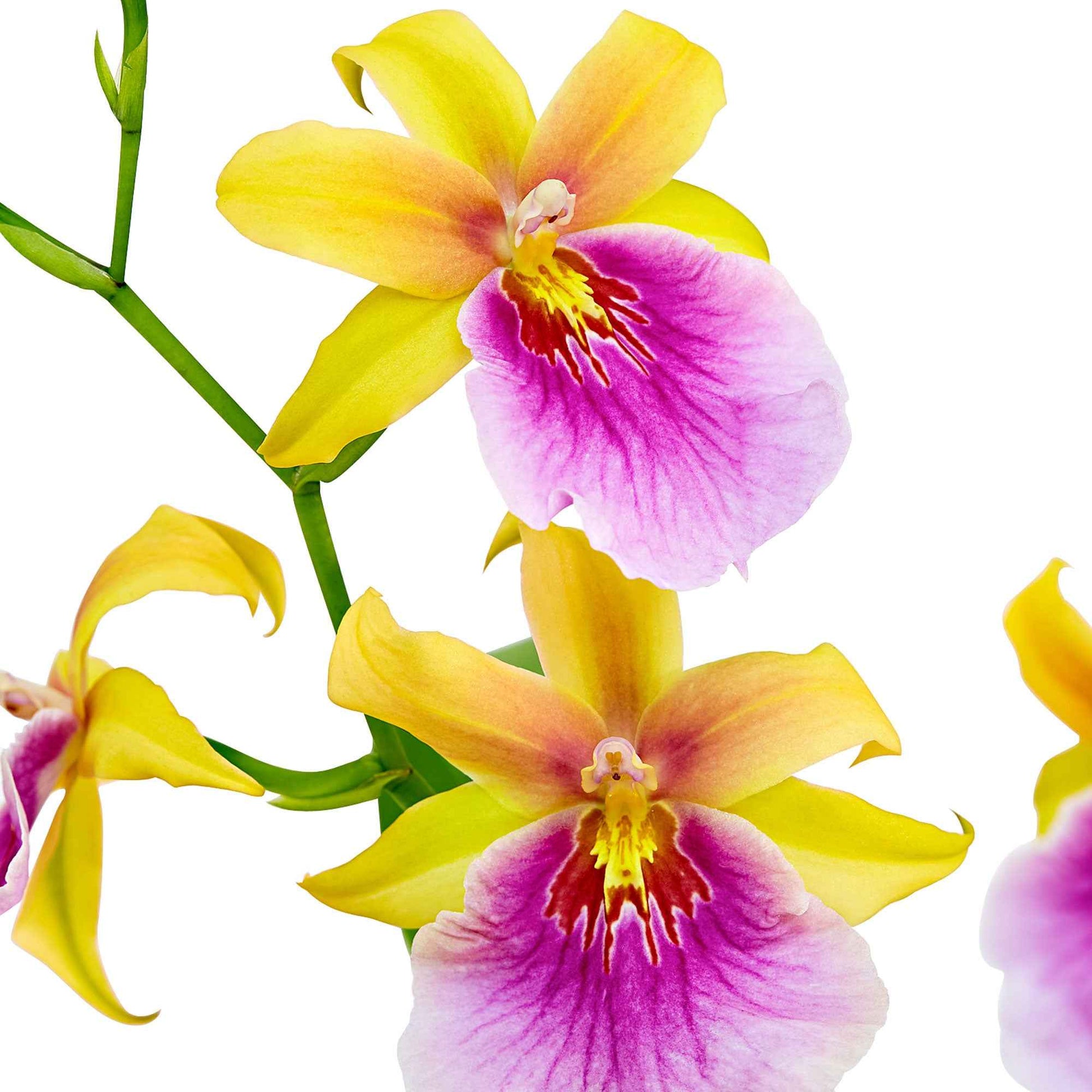 Orchidee Miltonia 'Sunset' Gelb-Lila - Blühende Zimmerpflanzen