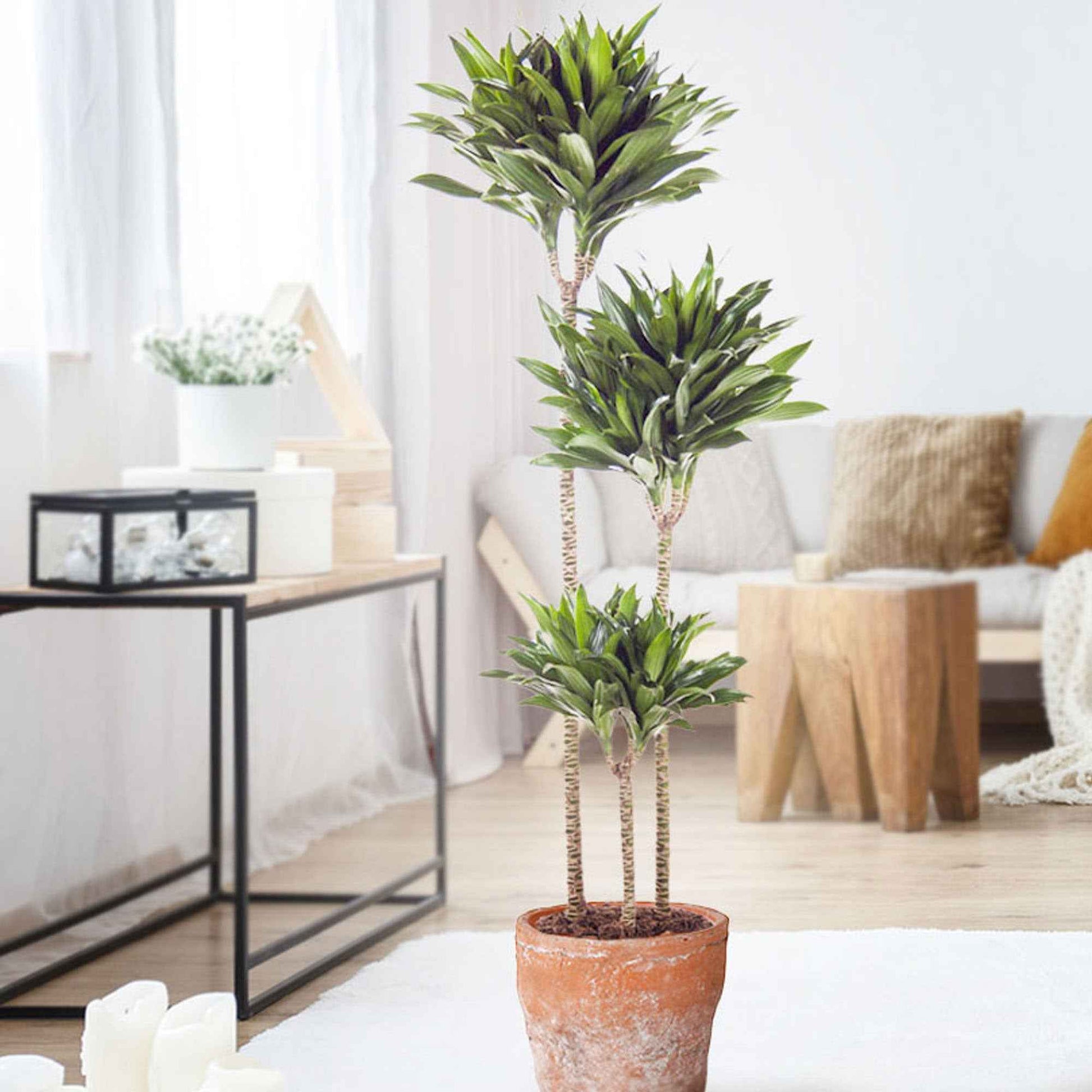 Drachenblutbaum Dracaena 'Compacta' - Beliebte grüne Zimmerpflanzen