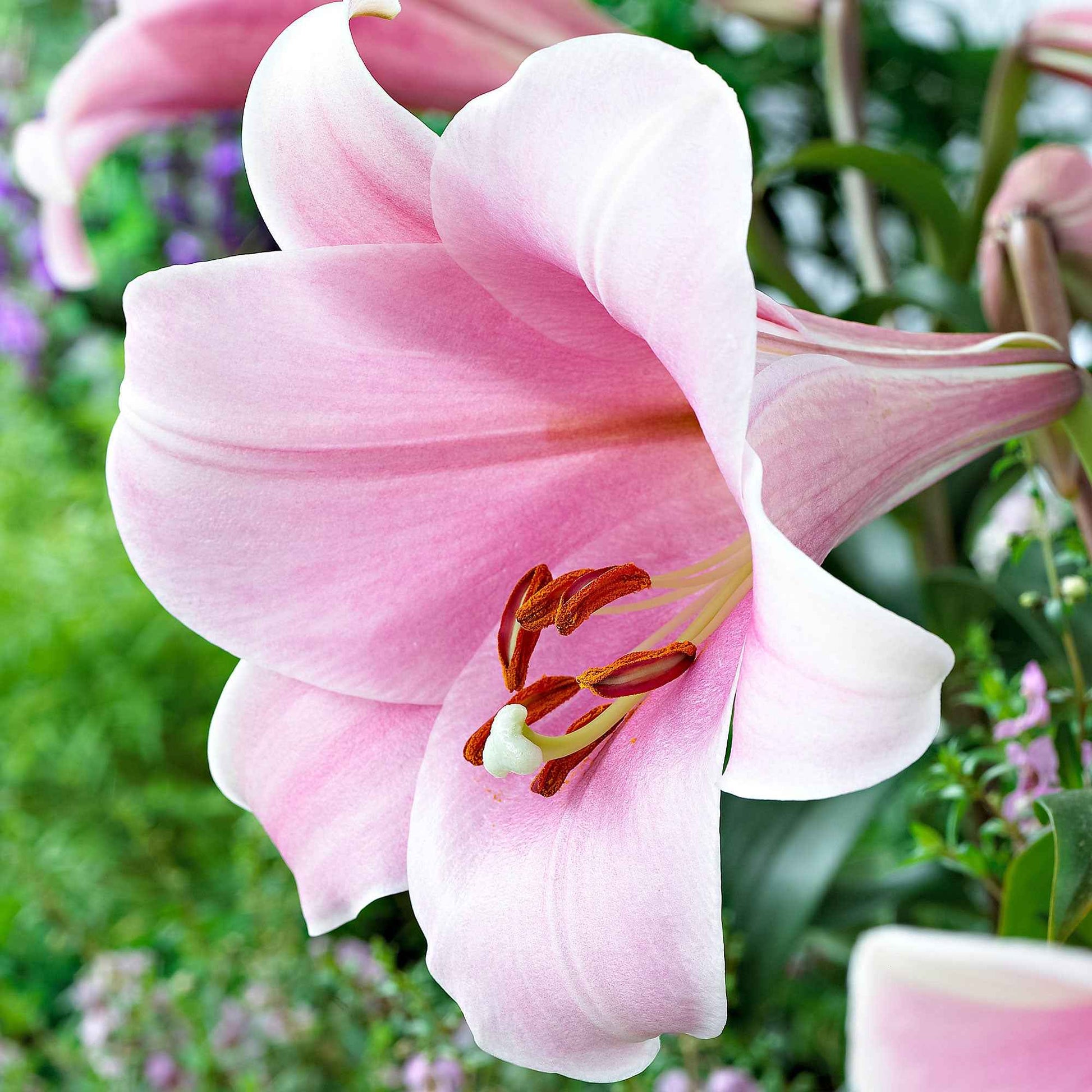 Lilie Bellsong - Alle beliebten Blumenzwiebeln